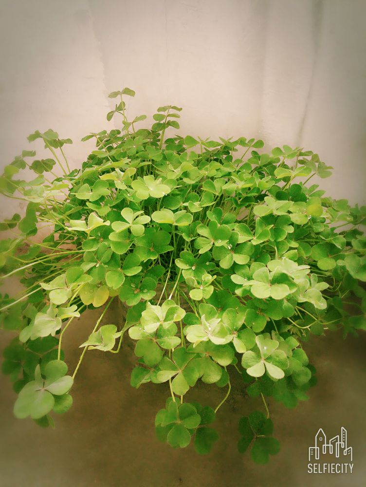 【人比花娇花无色】 三叶草花